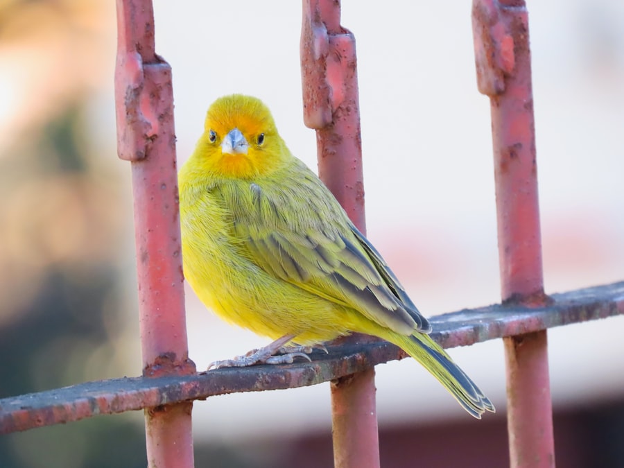 Canary Release