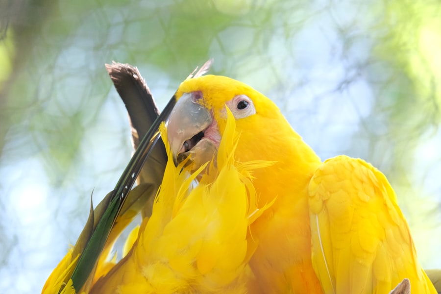 Photo Canary Release