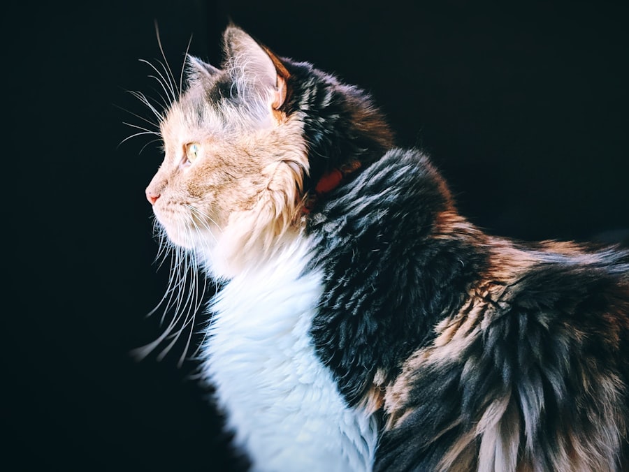 Photo Domain