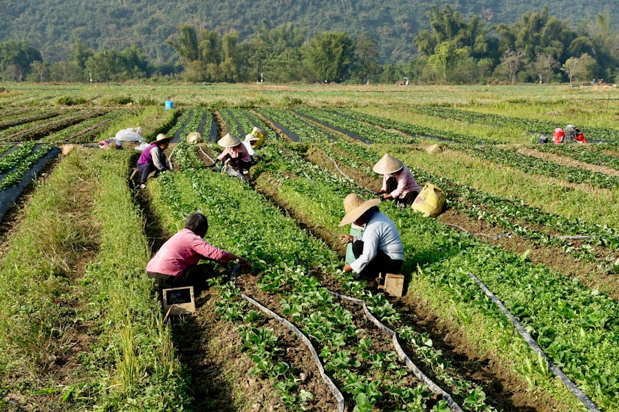 Agriculture commercialization