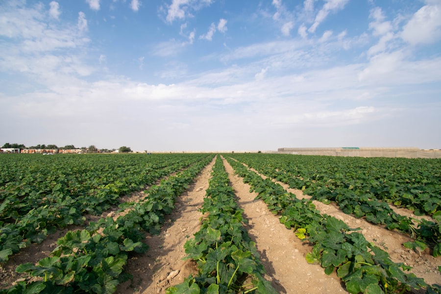 Photo Agriculture commercialization