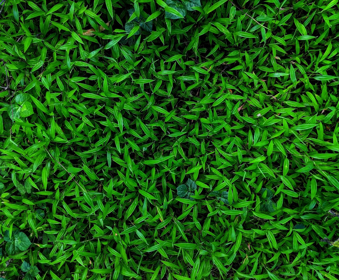 Photo Green grass