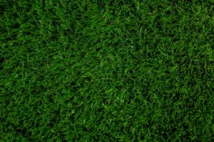Photo Green lawn