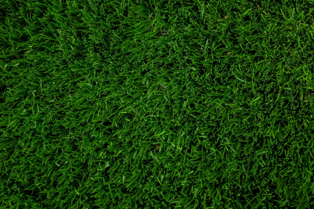 Photo Green lawn