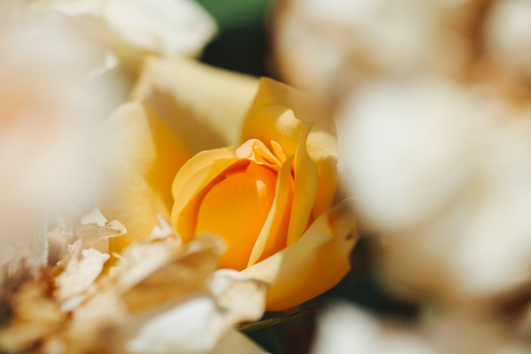 Photo Bulbasaur evolution