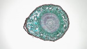 Photo Microscopic view