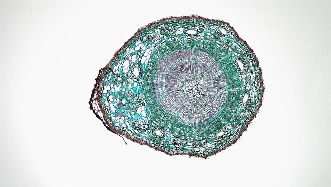 Photo Microscopic view