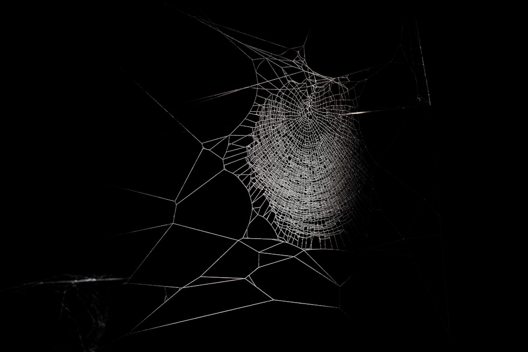 Photo Spider web