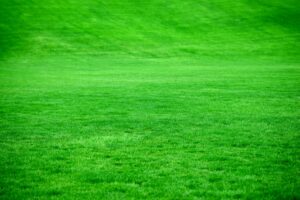 Photo Green lawn