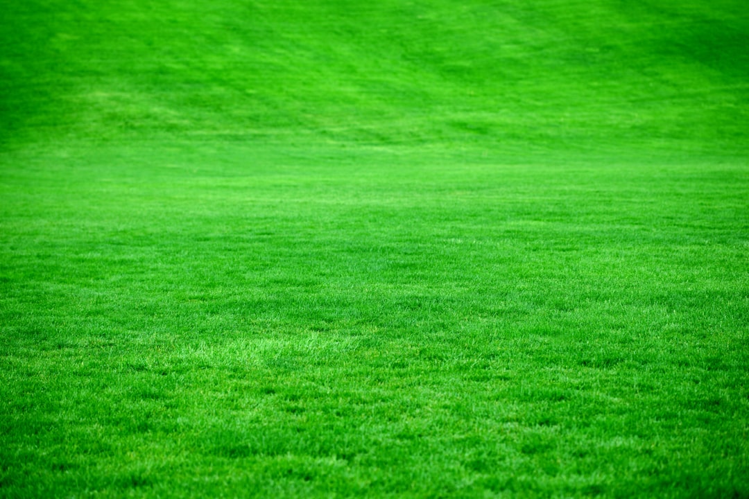 Photo Green lawn
