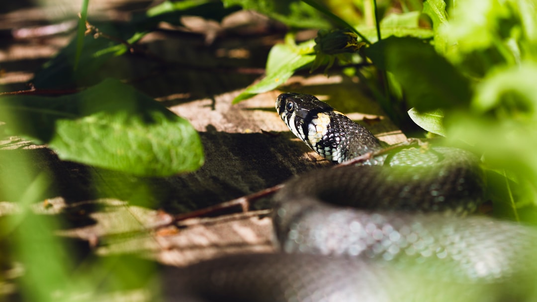 Photo Grass snake