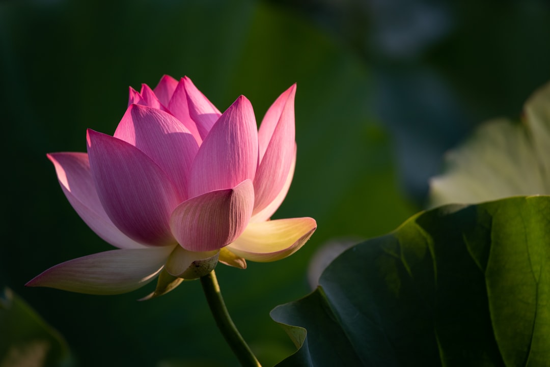 Photo Lotus flower