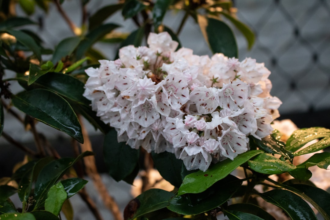 Photo Plant diversity