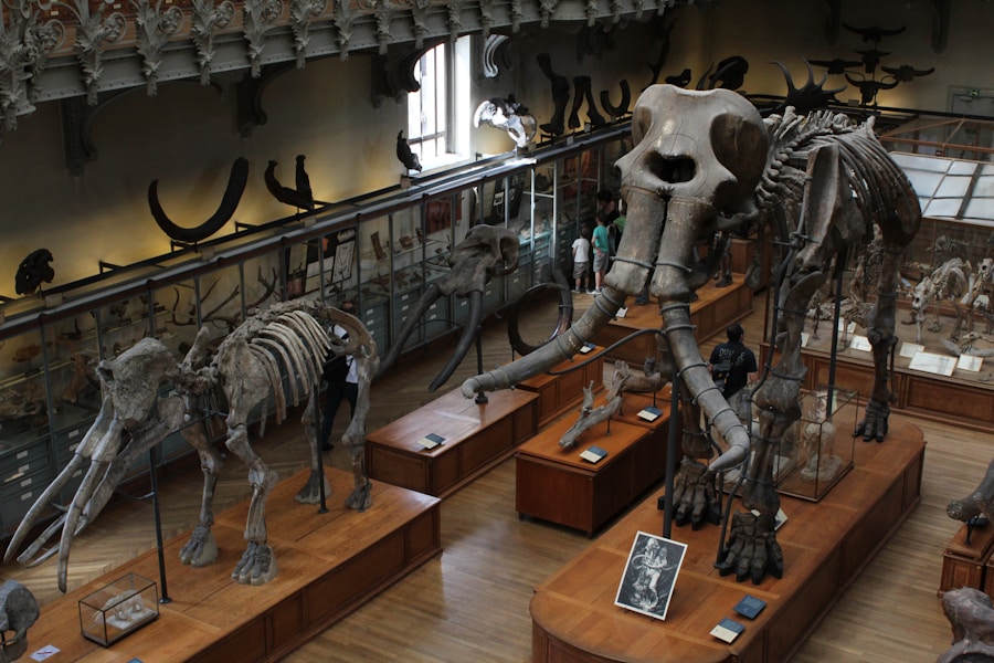 Photo History and Evolution of Museums
