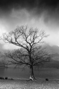 Photo Wordsworth’s Solitary Reaper: A Song of Solitude