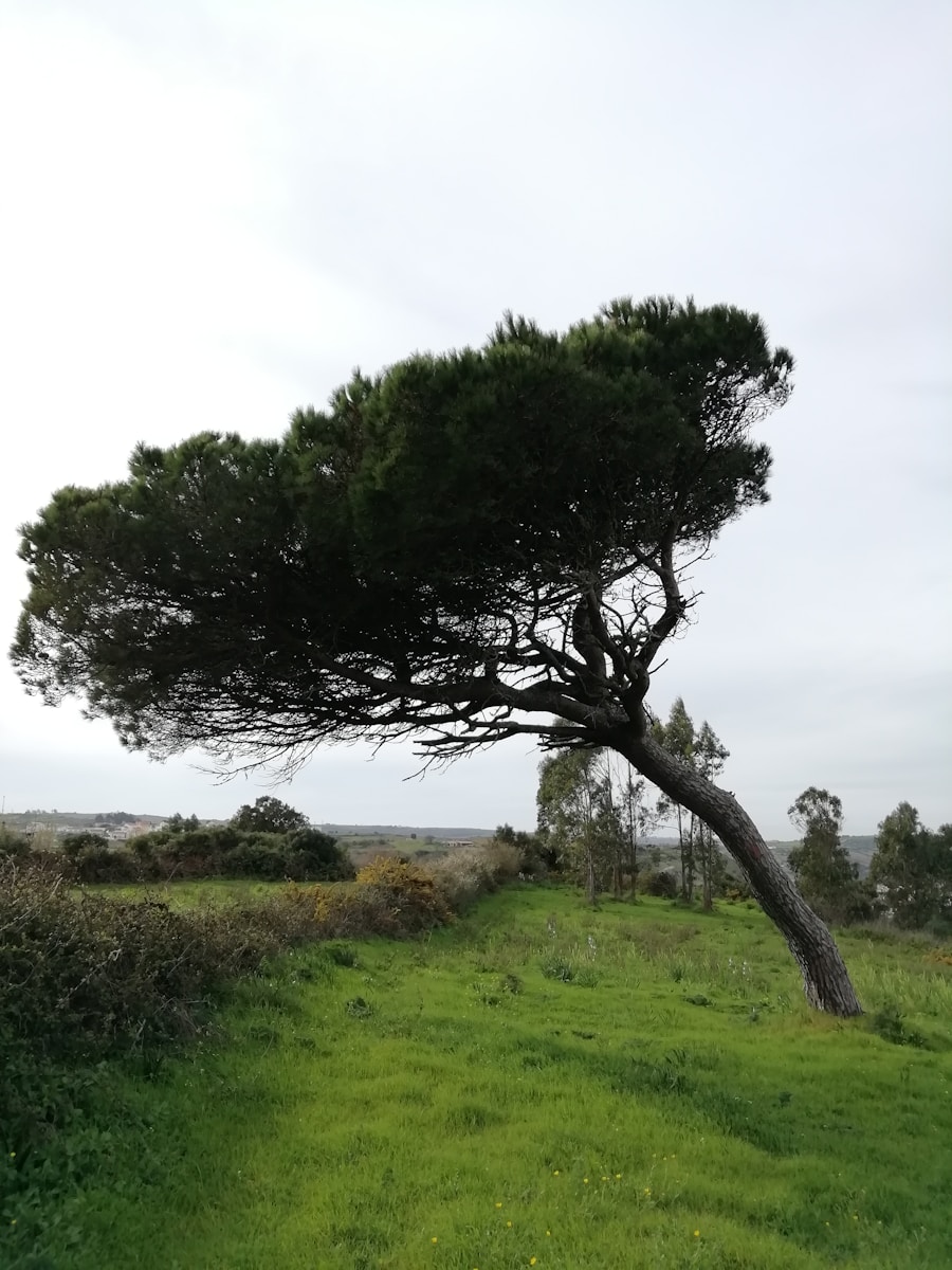 Photo Shelley’s Ode to the West Wind: Nature’s Power