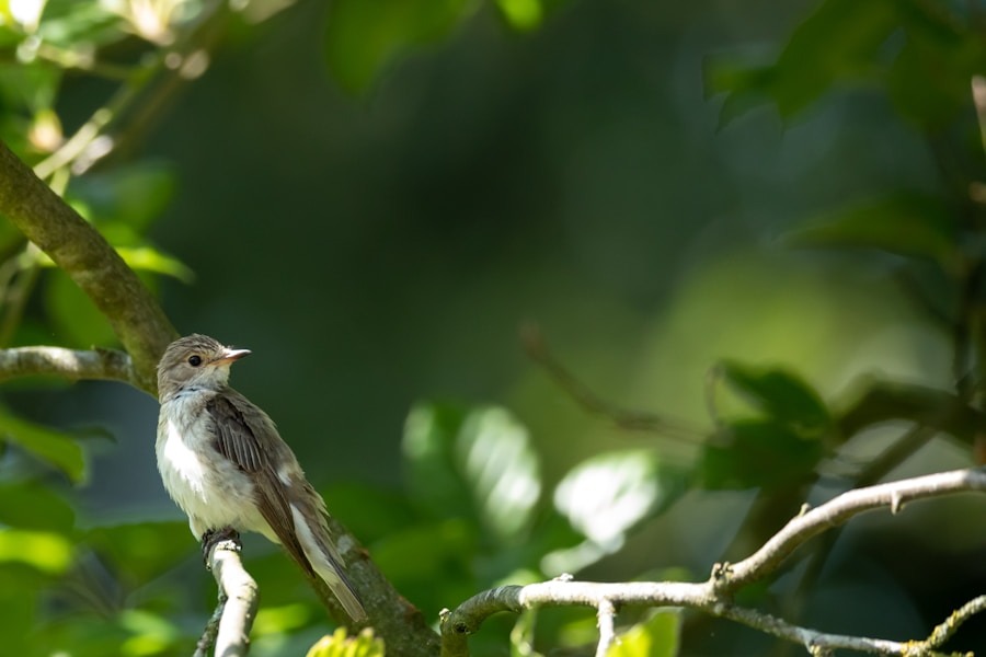 Photo Keats’ Ode to a Nightingale: Beauty and Escape