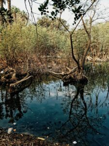Photo "Energy, Water, and Forests: India’s Vital Environmental Resources"
