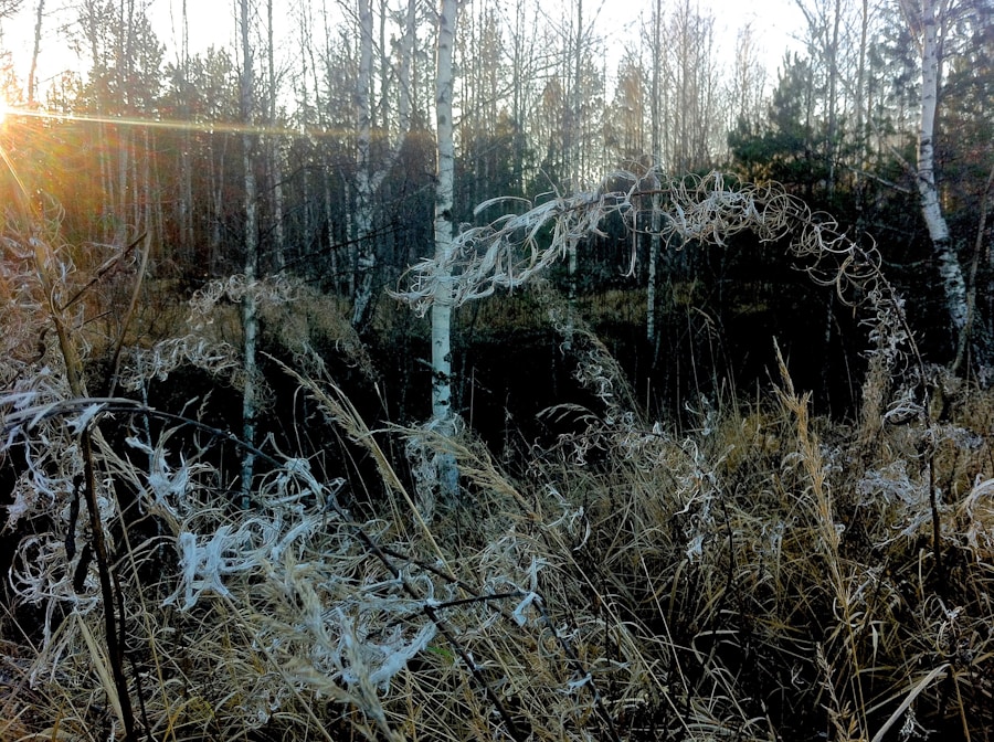 Photo "Frost’s Stopping by Woods: A Moment of Pause"