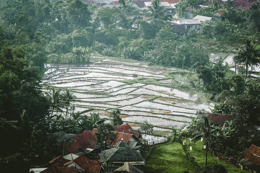 Photo "Role of Agriculture and Surplus Production in Urban Rise"