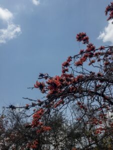 Photo "Ruskin Bond’s The Cherry Tree: Growth and Hope"