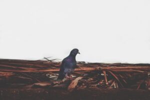 Photo "Emily Dickinson’s A Bird Came Down: Nature Observed"