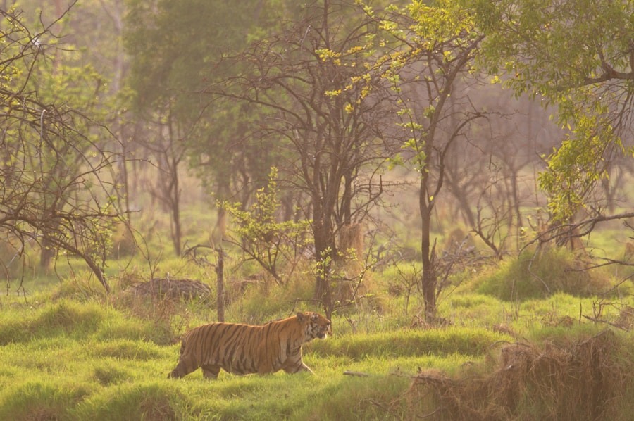 Photo "Jim Corbett’s Goongi: A Hunter’s Tale"