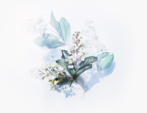 Photo Botanical Illustrations