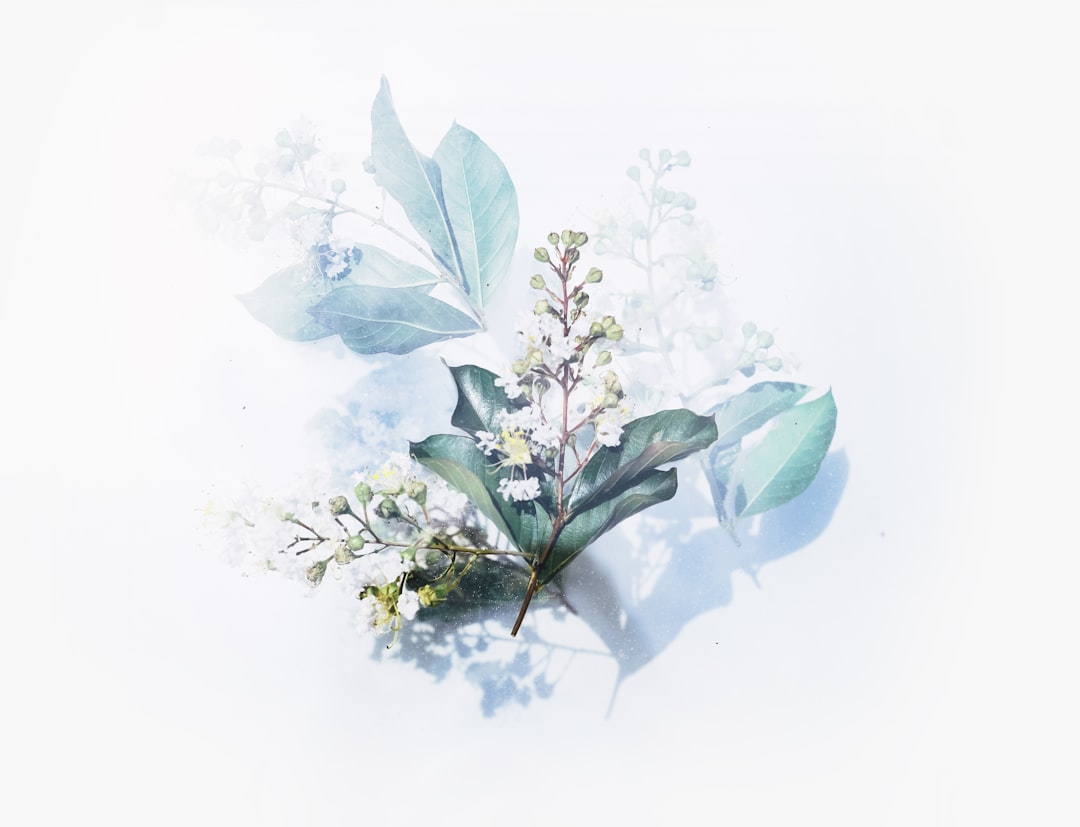 Photo Botanical Illustrations