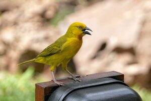 Photo Canary Release