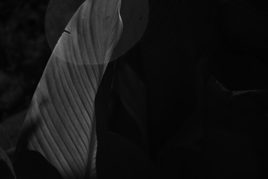 Photo Codec