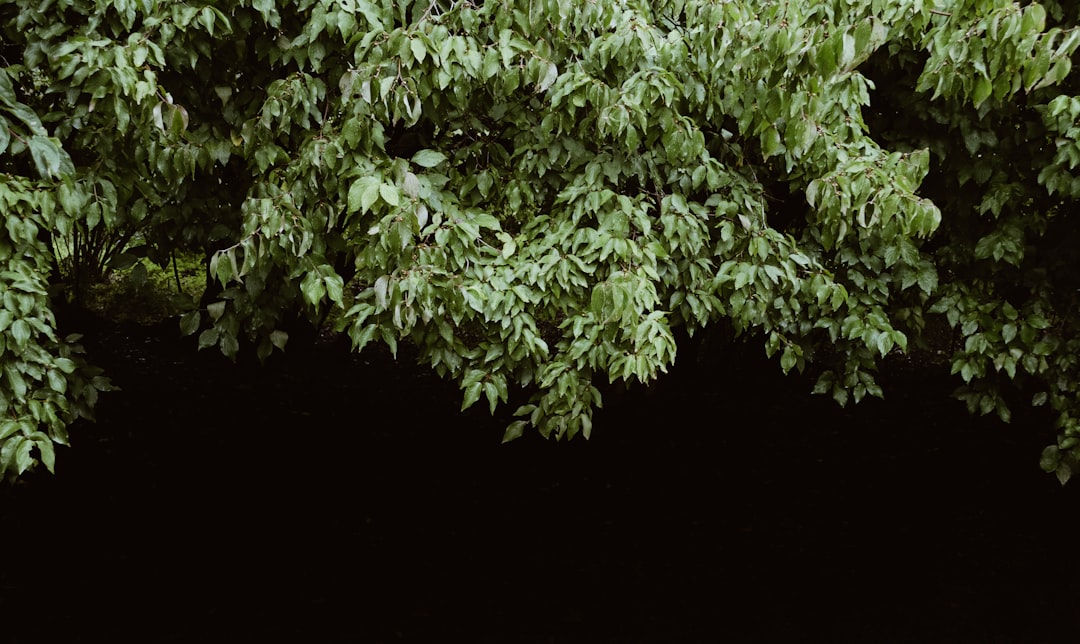 Photo Binary Tree