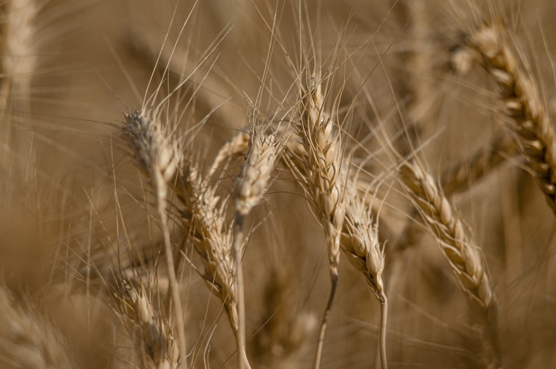 Photo Kernel