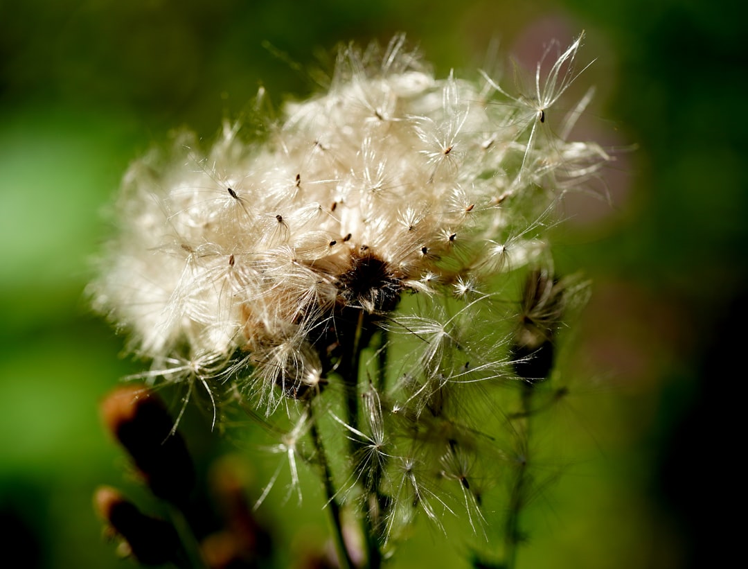 Photo Fuzzing