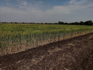 Photo Agricultural Processes