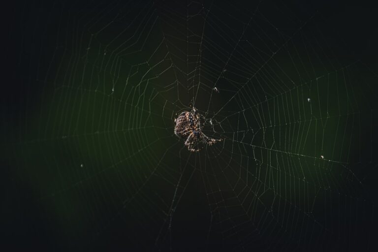 Unveiling the Mysteries of the Cosmic Web