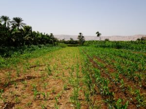 World Depression and Its Agricultural Impact