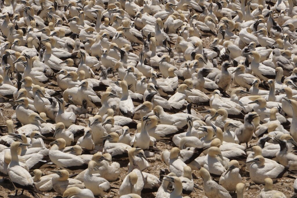 Exploring the Beauty of Open Clusters