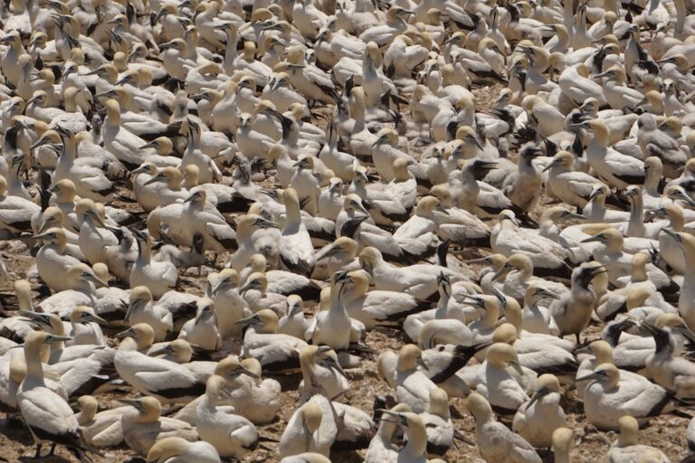 Exploring the Beauty of Open Clusters